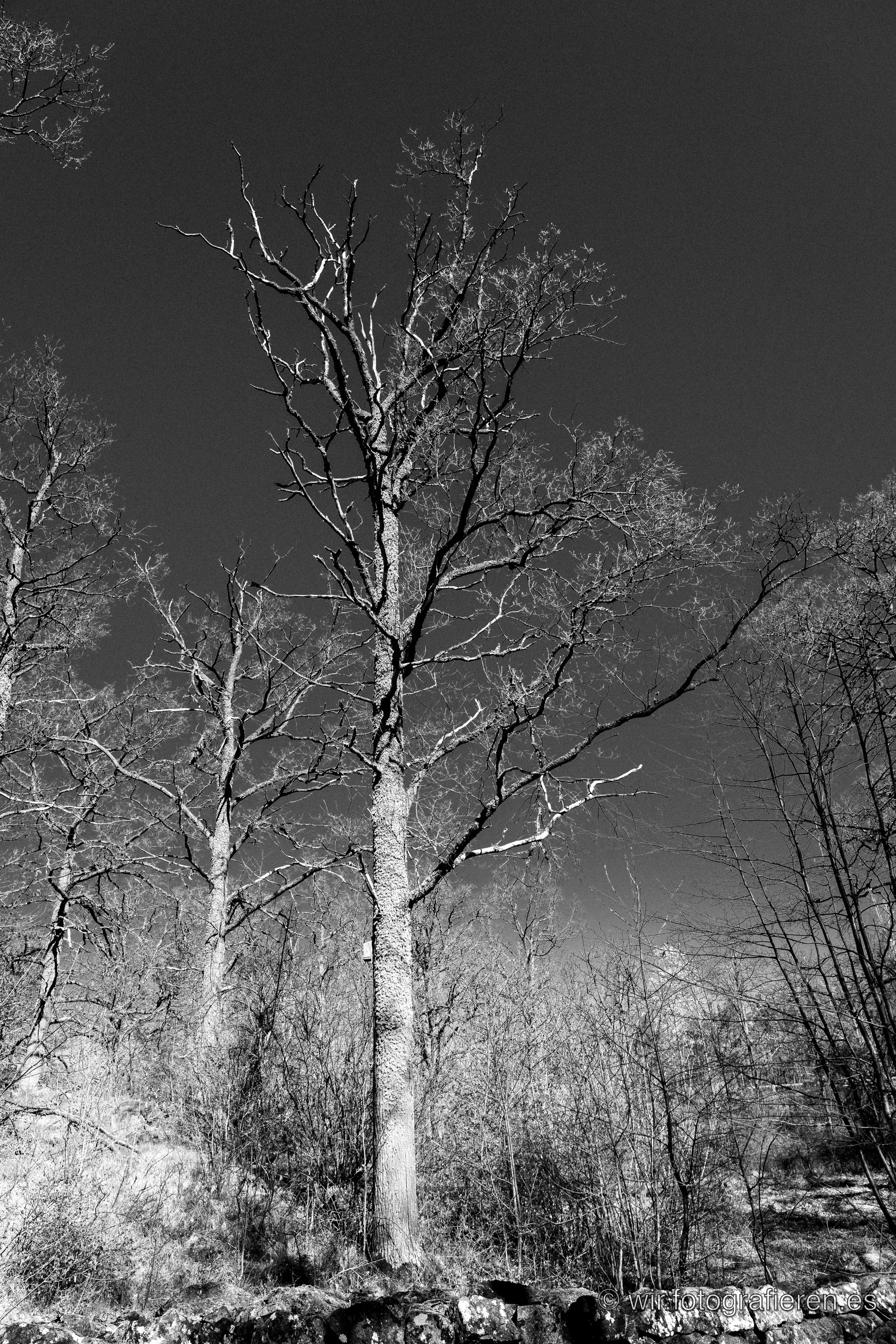 Kahler Baum mit markant verzweigten Ästen in Schwarzweiß, harter Kontrast vor dunklem Himmel, umgeben von lichtem Winterwald, Schweden