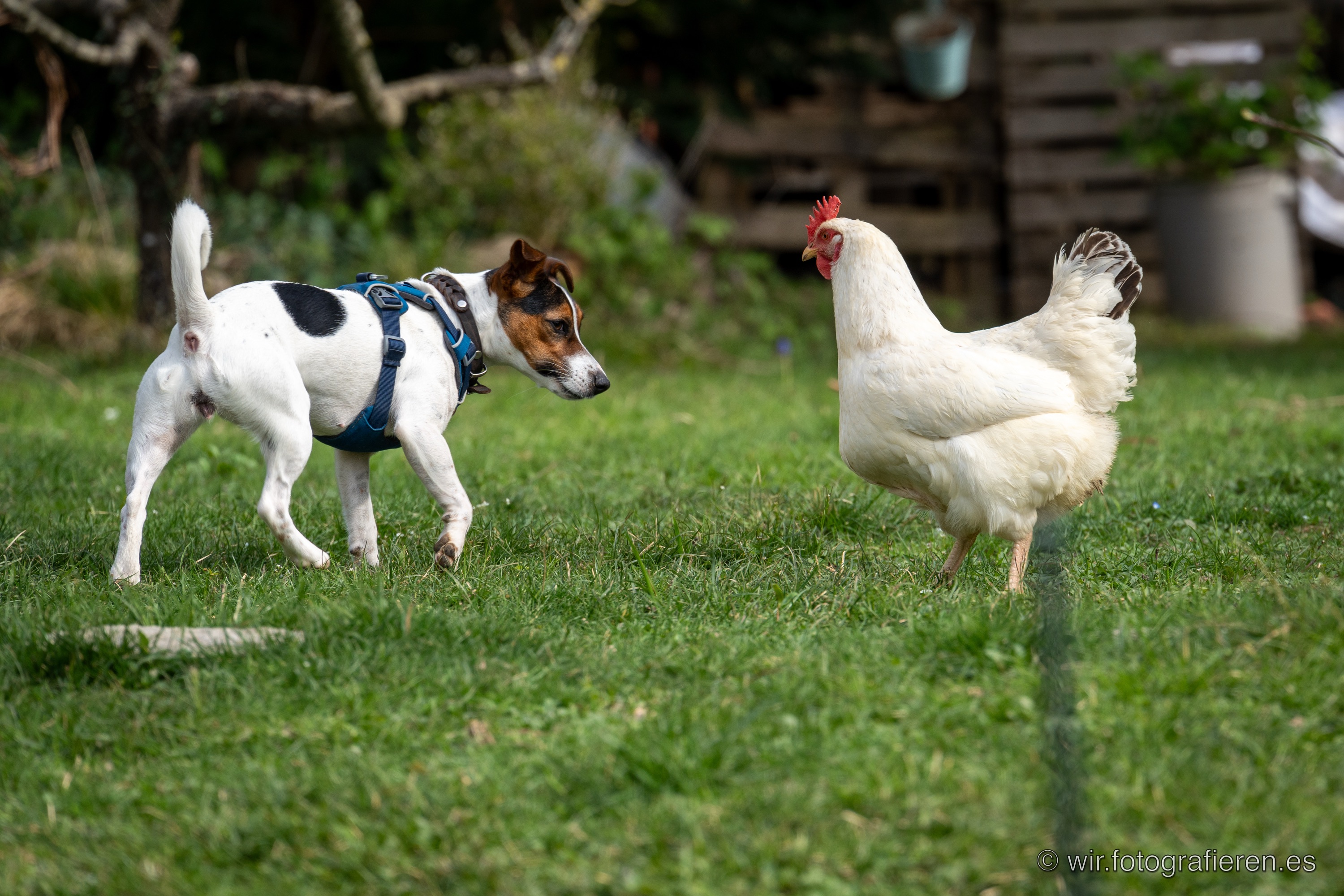 Jack Russell Terrier mit blauem Geschirr beschnuppert neugierig ein weißes Huhn auf einer Wiese, das Huhn bleibt völlig ungerührt, sonniger Garten im Hintergrund
