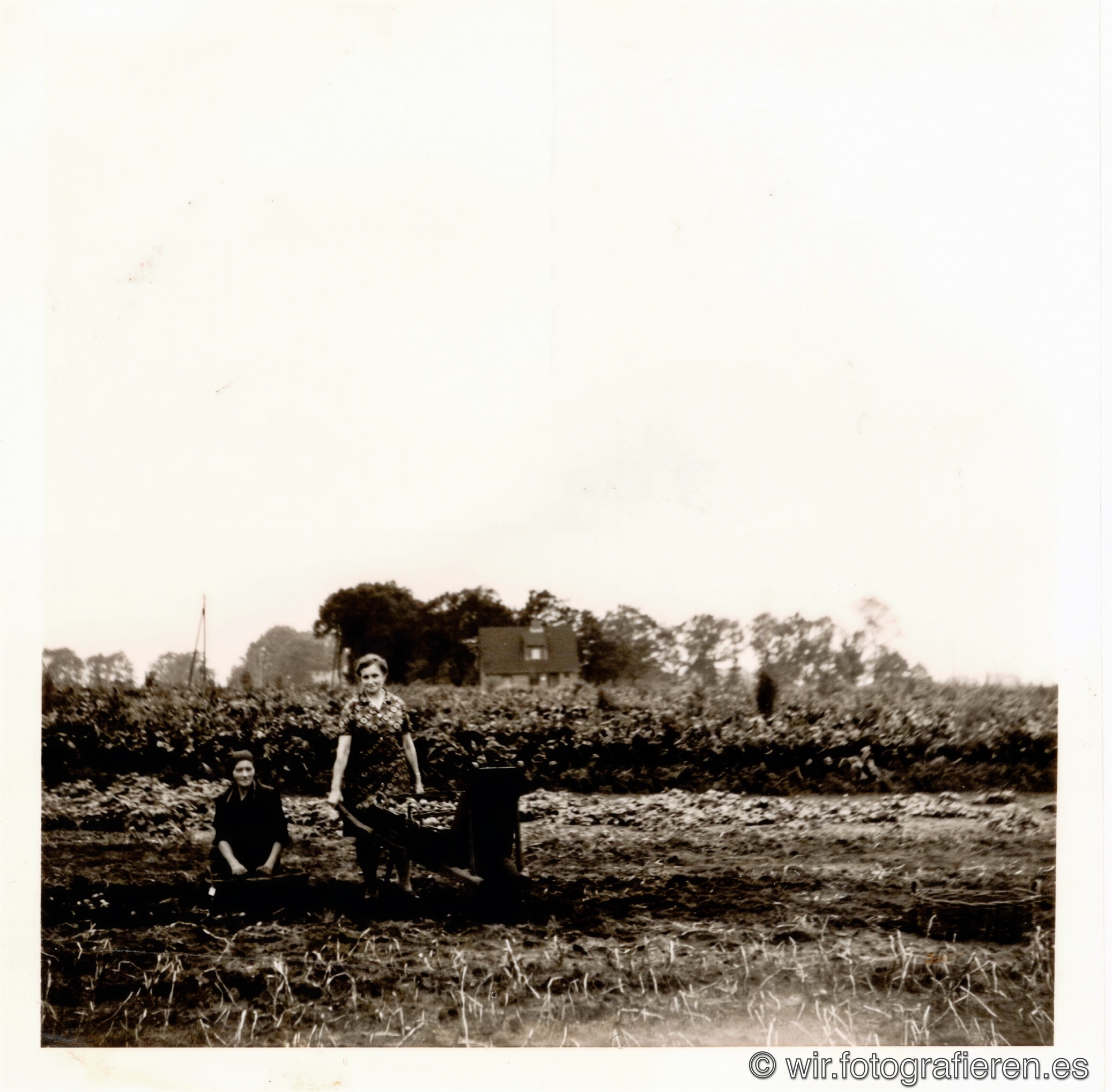 Zwei Frauen bei der Feldarbeit mit Schubkarre, vermutlich Kartoffelernte, Schwarzweißfoto aus den 1950er Jahren, Bauernhaus und Bäume im Hintergrund