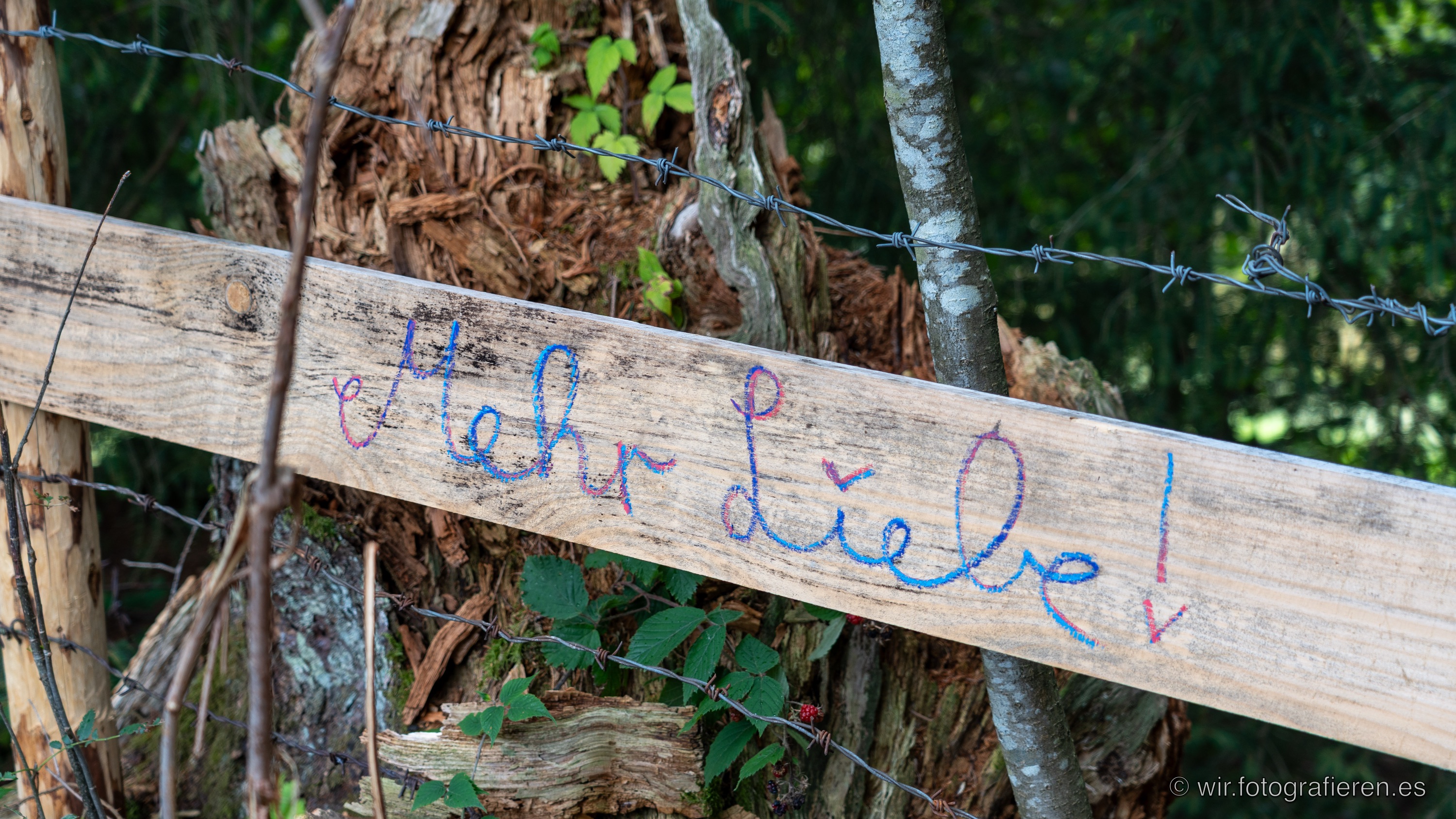 Handschrift in blauer und roter Wachsmalfarbe auf einem hellen, verwitterten Holzbrett: „Mehr Liebe!” Das Brett läuft schräg durchs Bild, darüber und dahinter spannt sich Stacheldraht, im Hintergrund ein zerfaserter Baumstumpf mit Brombeerblättern und dunkler Wald.